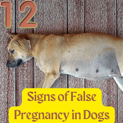 false pregnancy dog nipples|12 Signs of False Pregnancy in Dogs